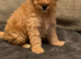Teddy bear Poochon puppies