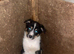 Collie pups for sale