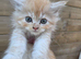 Maine Doll kittens Maine Coon x Ragdoll