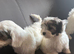 Malshi puppies