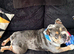 Frankie – 17-Month-Old English Bulldog Looking for an Experienced Forever Home