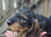 Standard wirehaired dachshund