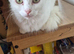 Turkish Angora Mix