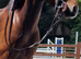 13.2 Show Jumping Gelding