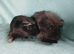 Pair of boy guinea pigs ready now