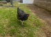 2 point of lay Barred Plymouth Rock hybrid Pullets