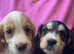 COCKER SPANIEL PUPS
