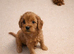 Gorgeous red toy cavapoo