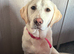 7 month old female Labrador retriever