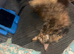 Male Mainecoon