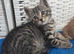 3 Beautiful Kittens Left