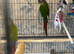 Golden conure