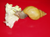 RODATZI GIANT AFRICAN LAND SNAILS