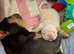 2 stunning cream frenchies.