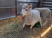 Ewe lamb and ram lamb
