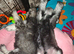 KC Miniature Schnauzer Puppies Black & Silver / Salt & Pepper