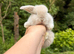 Female Mini Lop