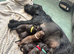 Puppies