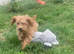 Stunning cavapoo puppies for sale