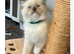 6 gorgeous Ragdoll kittens ready to leave now 2 boys and 4 girls