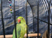 Indian ringneck