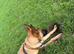 6 month old Belgium Malinoi