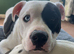 3 year old male Staffy X