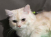 Ozzy the Persian