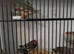 6 young zebra finches