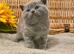 OUTSTANDING MARBLE BSH TEDDY BEAR BOY