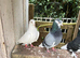 4 Birmingham roller cocks