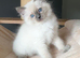 Ragdoll Kittens (GCCF REGISTERED AND FULLY HEALTH TESTED)