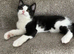Kitten