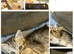 4 beautiful British long hair/ short hair kittens