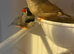 2 pairs of zebra finches