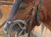 Beautiful heavy cob mare