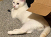 Ragdoll Kittens