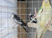 3 cockatiel looking for a new home.