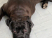Rehome for 8 month old cane corso