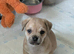 Pom x pug puppies