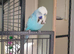 Few pairs of budgies for sale this year's birds