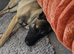 Belgian malinois shepherd