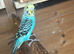 Young Budgies's