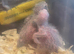 Hand reared Emma&rsquo;s conure