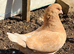 King Pigeons for Sale in Harlow