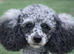 Merle Toy poodle fully health checked 5* licensed well proven
