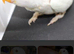 Lovebird albino