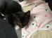 Black and white kitten