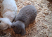 Pure French lop adult rabbits for sale