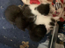 Bengal x moggy kittens kitten boy girl flead wormed microchipped
